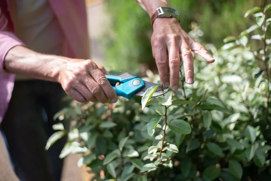 Jardin mediterraneen entretenu